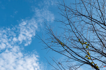 秋晴れの空に木の枝　季節の背景