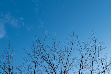 秋晴れの空に木の枝　季節の背景