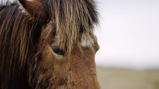 Brown Icelandic horse with long mane