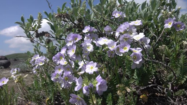 Shrub North Jacob's ladder, carrion flower (Polemonium boreale) on the background of the polar willow and the landscape of Kamchatka volcanoes bombs.