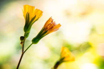 野原に咲く小さく黄色い花