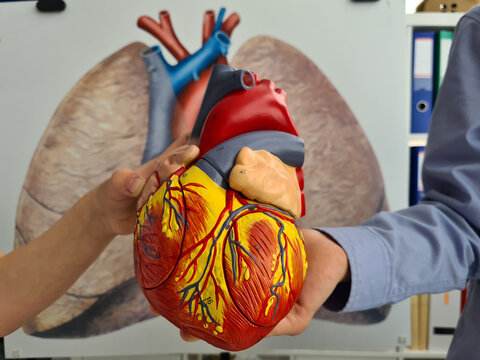 Human heart anatomical medical model in children hands
