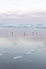 Fototapeta na wymiar Seagulls on the shore of a beach in pink early morning light in Yachats, Oregon.