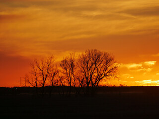 Fototapeta premium sunset in the forest