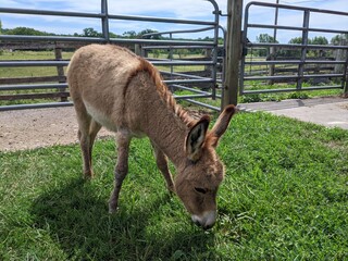 donkey in field