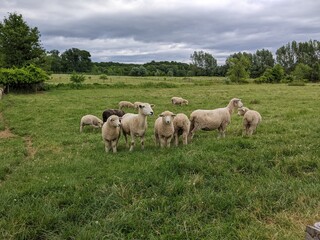 Fototapeta na wymiar sheep on a meadow