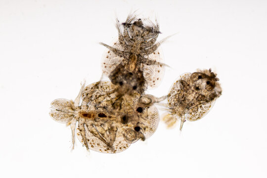 Patterns and backgrounds of Parasitic (Argulus sp. And (Clinostomum sp.), Study of Argulus sp. And Clinostomum sp. under microscope view in laboratory.