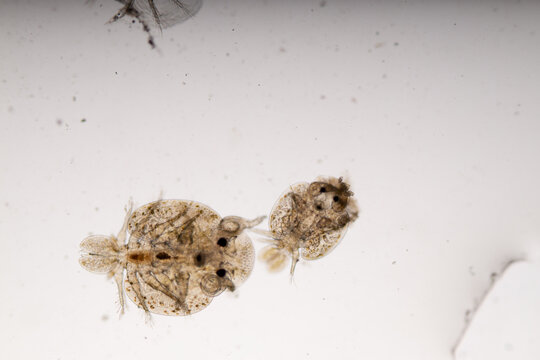 Patterns and backgrounds of Parasitic (Argulus sp. And (Clinostomum sp.), Study of Argulus sp. And Clinostomum sp. under microscope view in laboratory.