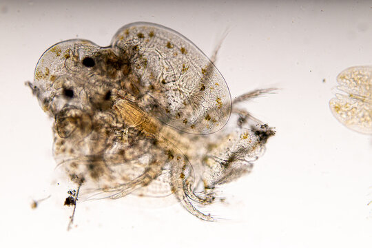 Patterns and backgrounds of Parasitic (Argulus sp. And (Clinostomum sp.), Study of Argulus sp. And Clinostomum sp. under microscope view in laboratory.