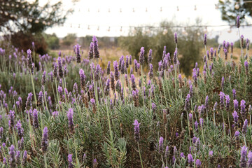 Lavender field in Baja California Mexico.