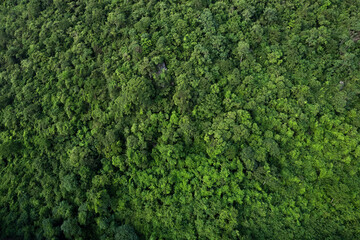 aerial view of dark green forest Abundant natural ecosystems of rainforest. Concept of nature  forest preservation and reforestation.