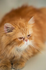 gato persa mirando a un lado. gato persa anaranjado con mirada fija.