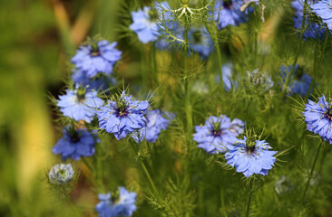 Love in a mist flowers - California
