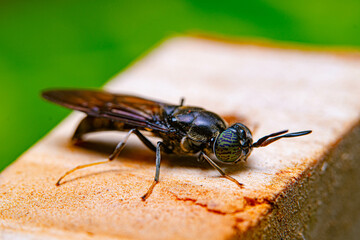 Close-up of a Black soldier Fly on a wood - MEET THE FLY THAT COULD HELP SAVE THE PLANET