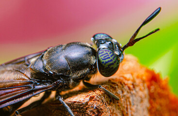 Extremely magnification Close-up face of a Black soldier Fly - MEET THE FLY THAT COULD HELP SAVE...
