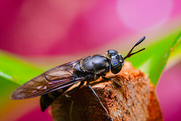 Close-up of a Black soldier Fly - MEET THE FLY THAT COULD HELP SAVE THE PLANET