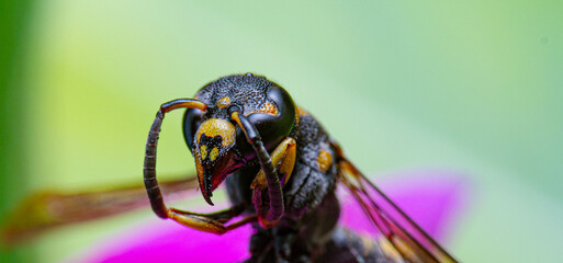 Extremely magnification Close-up face of a black and yellow wasp 