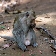 Macaque Thai Monkeys 