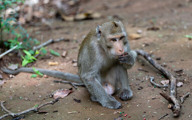 Macaque Thai Monkeys 