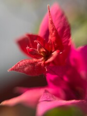 close up of red flower