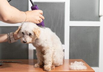 estetica canina corte de pelo french poodle