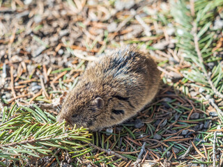 A closeup of a Common vole, Microtus arvalis, on the ground with a blurry background