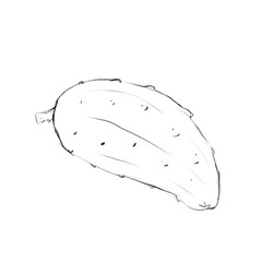 Cucumber, sketch and line art illustration