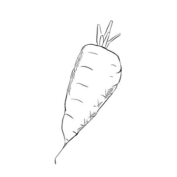 Carrot with cutted leaves, sketch and line art illustration