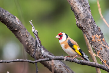 The European goldfinch or simply the goldfinch, Carduelis carduelis, sits on a branch in spring on green background. The European goldfinch in wildlife.