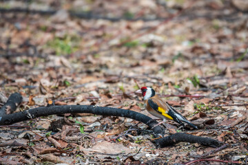 The European goldfinch or simply the goldfinch, Carduelis carduelis, sits on the ground in spring. The European goldfinch in wildlife.