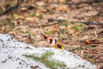 The European goldfinch or simply the goldfinch, Carduelis carduelis, sits on the ground with snow in spring. The European goldfinch in wildlife.