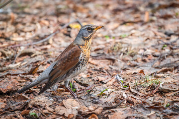 Wood bird Fieldfare, Turdus pilaris, on a sprng lawn.