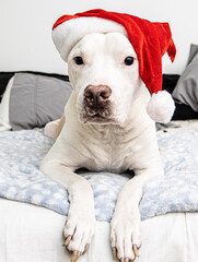 dog in santa claus hat