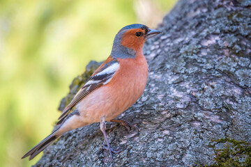 Common chaffinch, Fringilla coelebs, sits on a tree. Common chaffinch in wildlife.