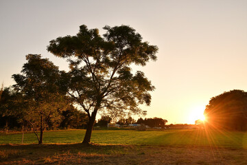 眩い太陽の光と木のシルエット