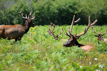 Group of elk on a meadow - California