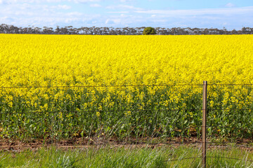yellow rapeseed canola field in spring