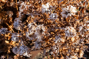 Frozen New England aster flowers edged with white frost in the winter.