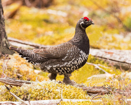 A Spruce Grouse at home in a northern Saskatchewan forest.