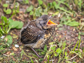 A fieldfare chick, Turdus pilaris, has left the nest and sitting on the spring lawn. A fieldfare...