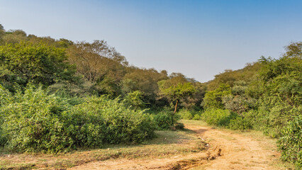 Dirt road for safari in the jungle. Tire tracks are visible on the ground. Dense thickets of trees and bushes on the roadsides. Blue sky. India. Sariska National Park