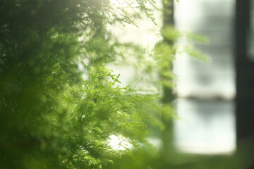Fototapeta premium リーフ