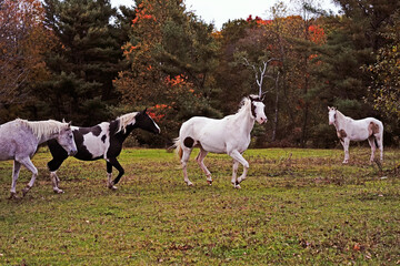 Obraz na płótnie Canvas Horses in the pasture