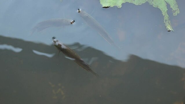video of a group of catfish looking for food at the bottom of clear water