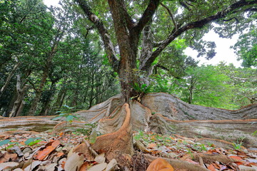 Kenting National Forest Recreation Area in Hengchun Township, Pingtung County, Taiwan