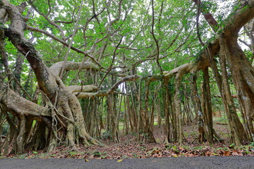 Kenting National Forest Recreation Area in Hengchun Township, Pingtung County, Taiwan