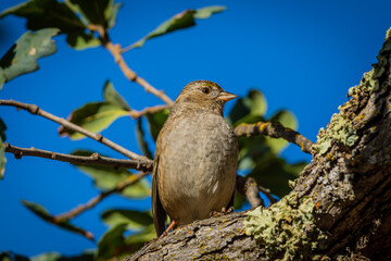 Sparrows