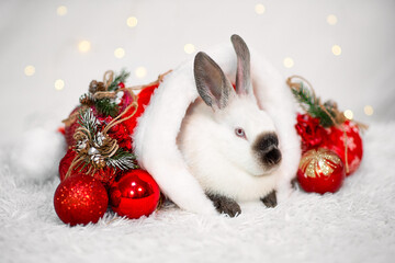 A cute little white rabbit is sitting into a Santa's hat on a white background with red christmas tree balls. The year of the rabbit. The symbol of 2023.