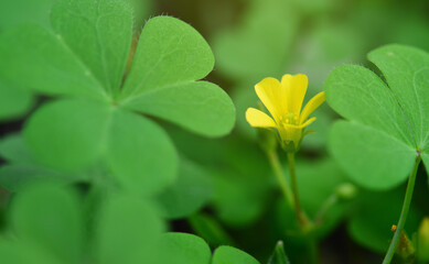 Close-up yellow flower and Clover leaves with fresh green color in nature, Patrick day symbol. soft focus