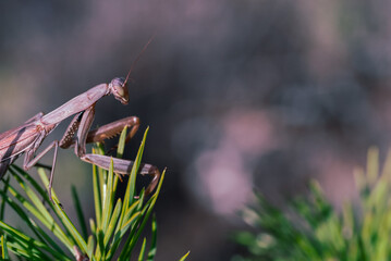 Brown praying mantis sits among pine needles